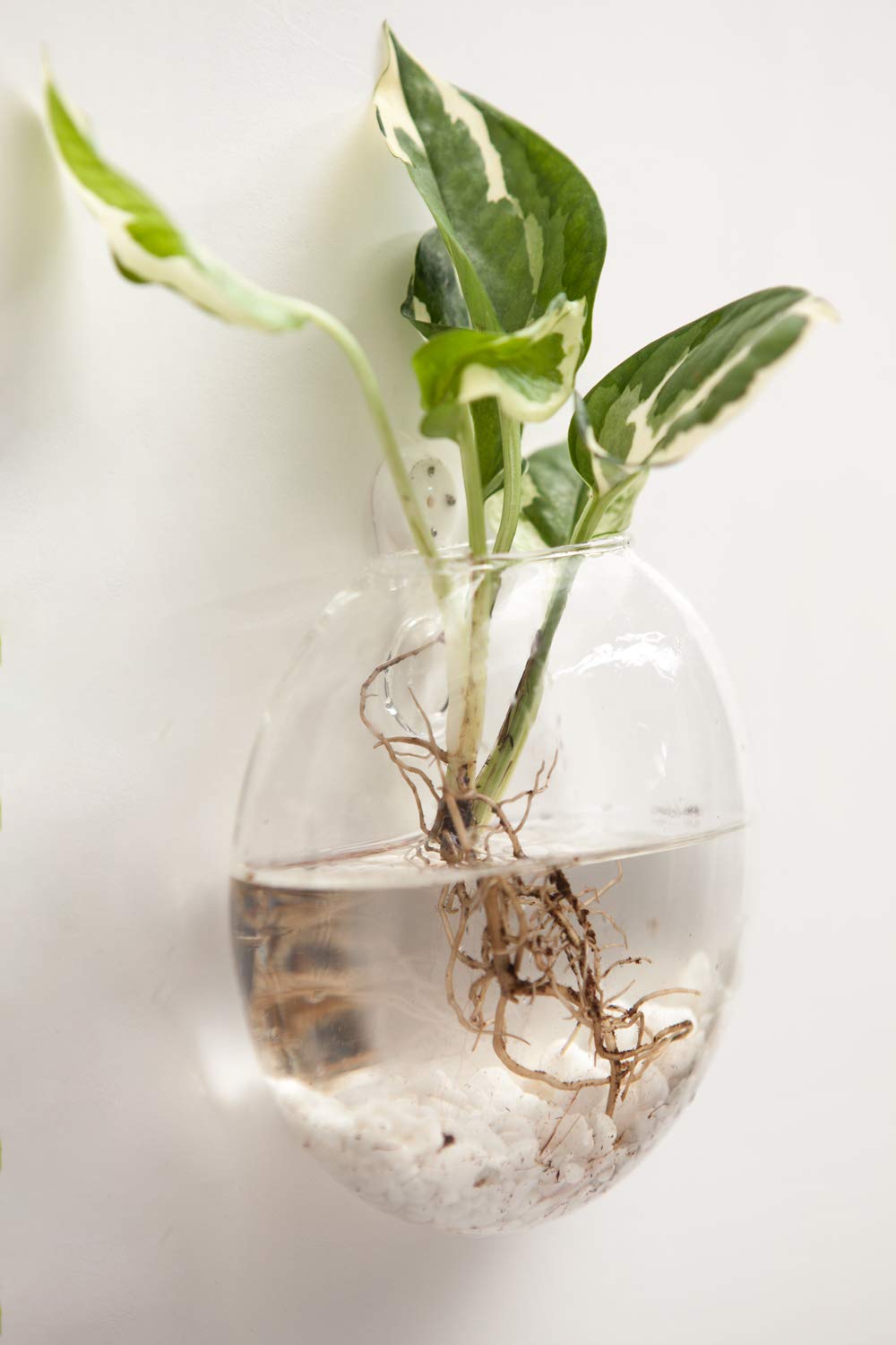 6 Pack Wall Mount Oblate Glass Terrarium Vases, Hanging Hydroponic Plant Containers for Home Indoor Decor
