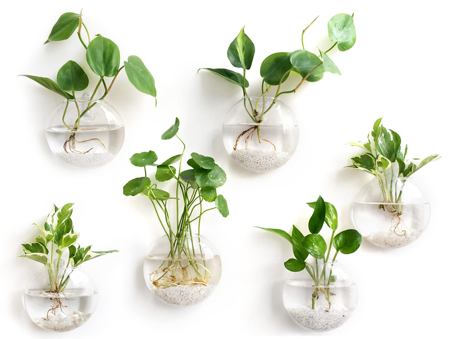 6 Pack Wall Mount Oblate Glass Terrarium Vases, Hanging Hydroponic Plant Containers for Home Indoor Decor
