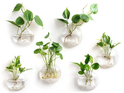 6 Pack Wall Mount Oblate Glass Terrarium Vases, Hanging Hydroponic Plant Containers for Home Indoor Decor